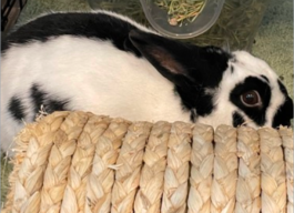 A black and white bunny making direct eye contact with the camera