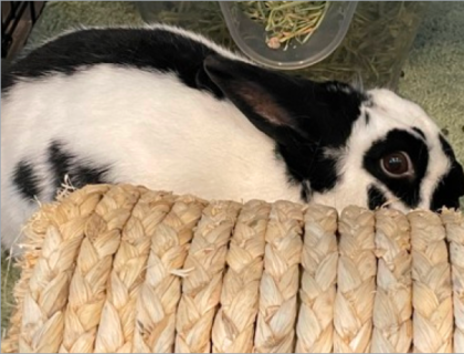 A black and white bunny making direct eye contact with the camera
