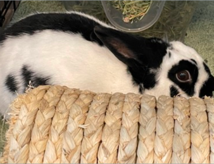 A black and white bunny making direct eye contact with the camera