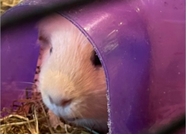 A beige guinea pig