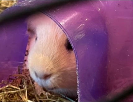 A beige guinea pig