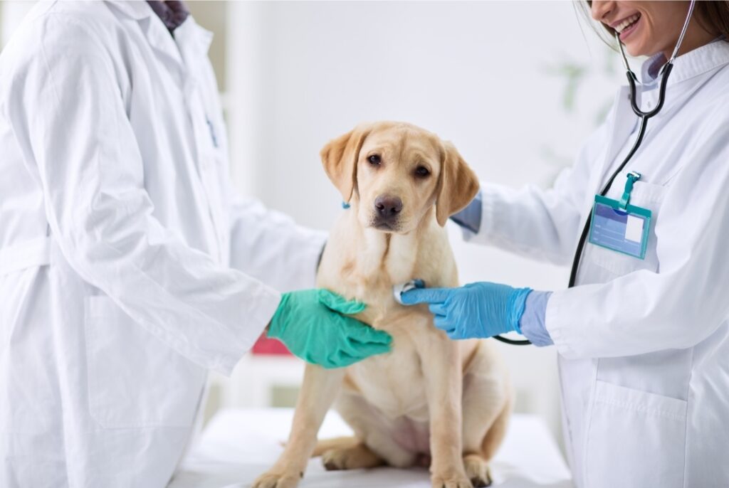 A dog getting a check-up at the veterinarian's office.