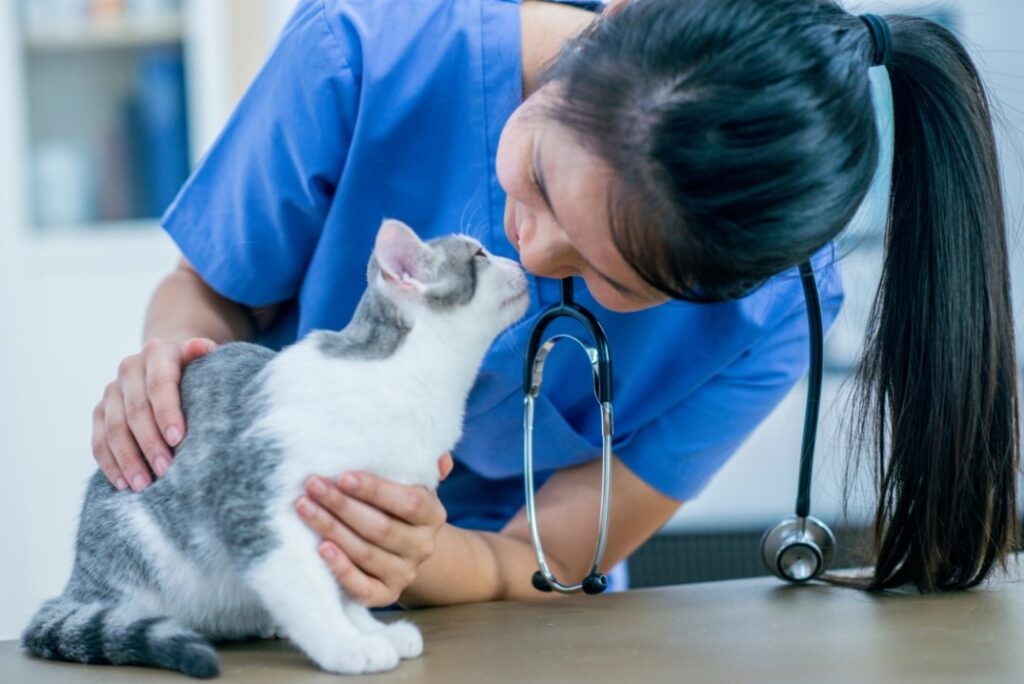 A veterinarian technician in a blue shirt gently pets a cat during a service, showing kindness and care.