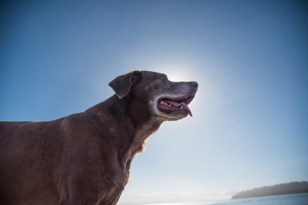 A senior canine staring at the sun above.