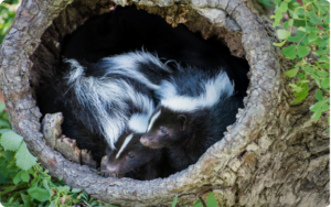 Two young skunks are hiding in the tree hole